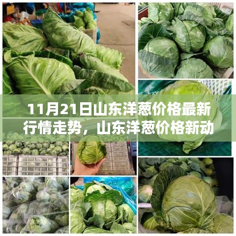 山東洋蔥價(jià)格最新動(dòng)態(tài)，科技智能預(yù)測(cè)引領(lǐng)未來(lái)潮流新動(dòng)向