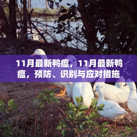 11月最新鴨瘟，預(yù)防、識(shí)別與應(yīng)對(duì)措施