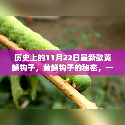 溫馨日常故事，揭秘黃鱔鉤子的秘密與最新款鉤子誕生記