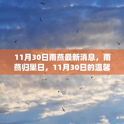 雨燕歸巢日，11月30日的溫馨奇遇