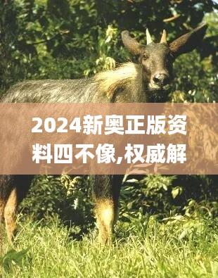2024新奧正版資料四不像,權(quán)威解析說明_WP19.858