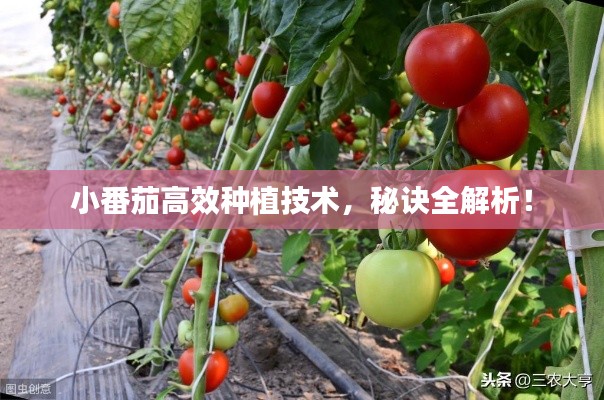 鳥盡弓藏 第2頁