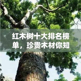 紅木樹十大排名榜單，珍貴木材你知多少？
