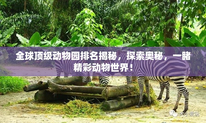 全球頂級動(dòng)物園排名揭秘，探索奧秘，一睹精彩動(dòng)物世界！
