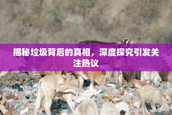揭秘垃圾背后的真相，深度探究引發關注熱議