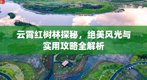 云霄紅樹林探秘，絕美風光與實用攻略全解析
