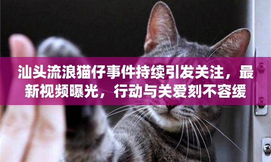 汕頭流浪貓仔事件持續(xù)引發(fā)關注，最新視頻曝光，行動與關愛刻不容緩
