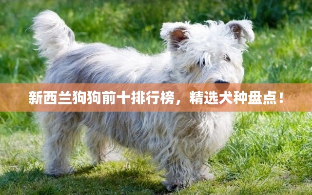 新西蘭狗狗前十排行榜，精選犬種盤點！