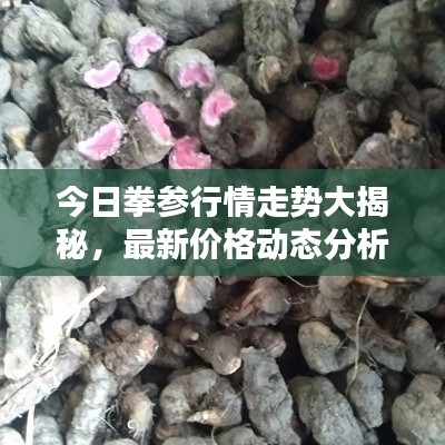 今日拳參行情走勢大揭秘，最新價格動態分析！