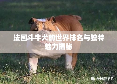法國斗牛犬的世界排名與獨特魅力揭秘