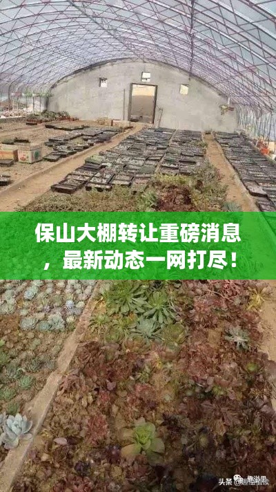 保山大棚轉讓重磅消息，最新動態一網打盡！