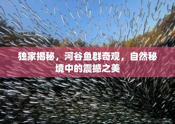 獨家揭秘，河谷魚群奇觀，自然秘境中的震撼之美
