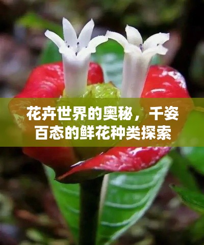 花卉世界的奧秘，千姿百態的鮮花種類探索