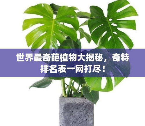 世界最奇葩植物大揭秘，奇特排名表一網打盡！