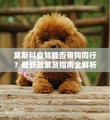 莫斯科自駕能否帶狗同行？最新政策及指南全解析