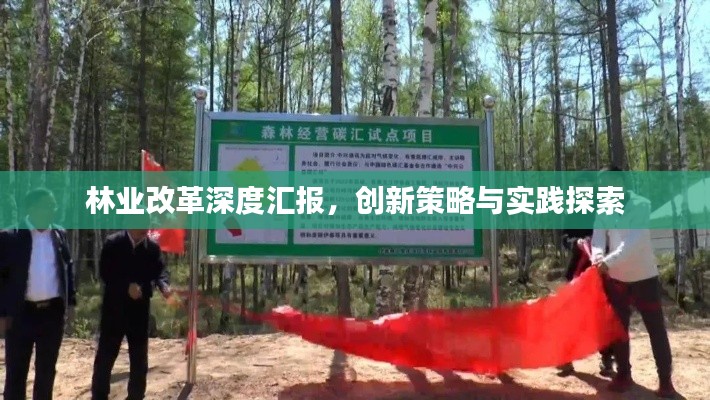林業改革深度匯報，創新策略與實踐探索