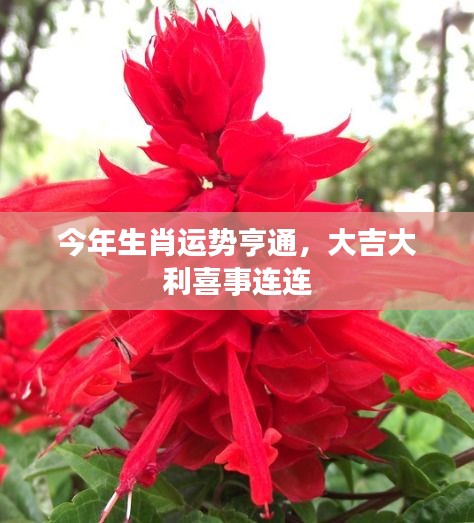 今年生肖運勢亨通，大吉大利喜事連連