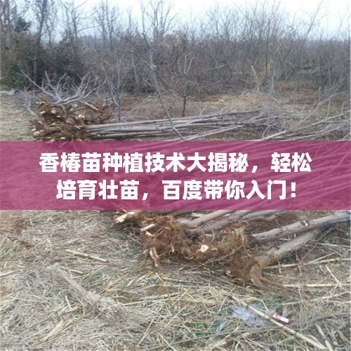 香椿苗種植技術大揭秘，輕松培育壯苗，百度帶你入門！