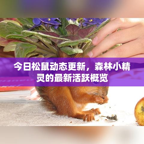今日松鼠動態(tài)更新，森林小精靈的最新活躍概覽