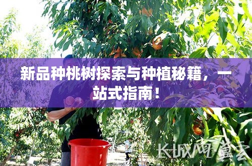 新品種桃樹探索與種植秘籍，一站式指南！