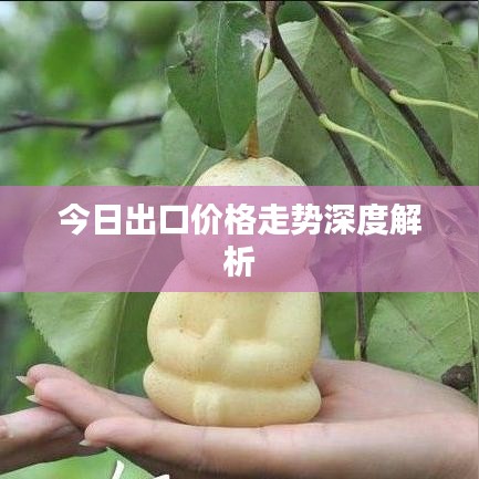 今日出口價格走勢深度解析
