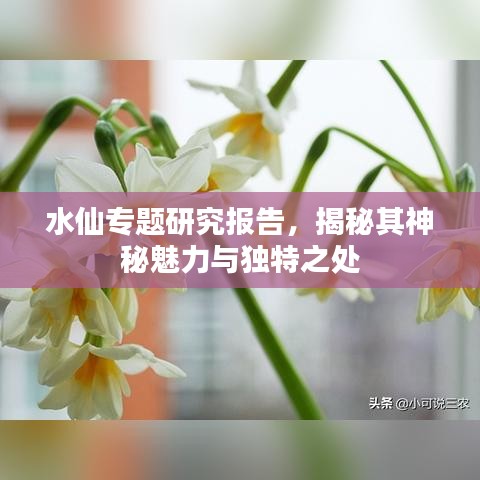 水仙專題研究報告，揭秘其神秘魅力與獨特之處