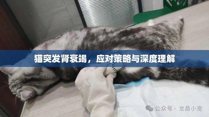 貓突發腎衰竭，應對策略與深度理解