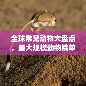全球常見動物大盤點，最大規(guī)模動物榜單來襲！