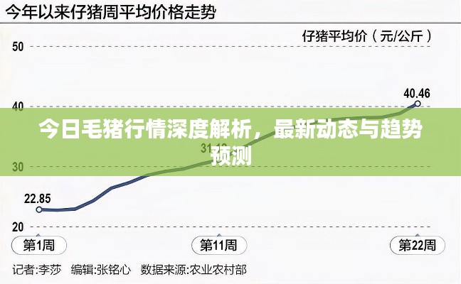 今日毛豬行情深度解析，最新動態與趨勢預測