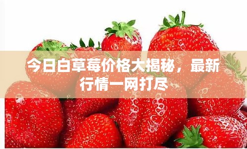 今日白草莓價(jià)格大揭秘，最新行情一網(wǎng)打盡