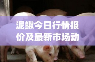 泥鰍今日行情報價及最新市場動態分析