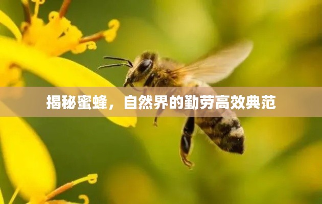 揭秘蜜蜂，自然界的勤勞高效典范