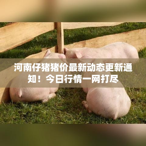 河南仔豬豬價(jià)最新動(dòng)態(tài)更新通知！今日行情一網(wǎng)打盡