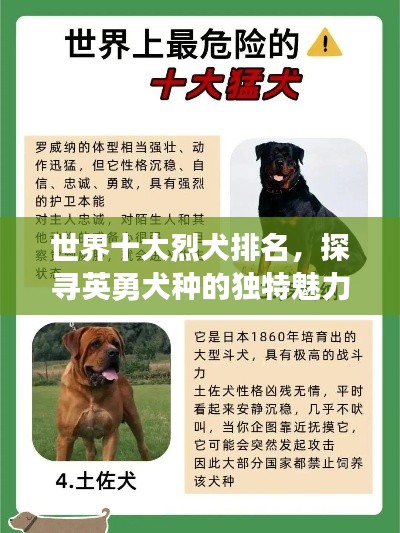 世界十大烈犬排名，探尋英勇犬種的獨(dú)特魅力