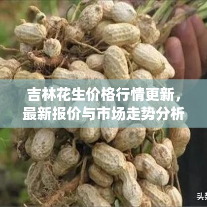 吉林花生價格行情更新，最新報價與市場走勢分析
