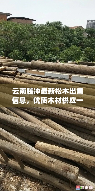 云南騰沖最新松木出售信息，優(yōu)質木材供應一覽