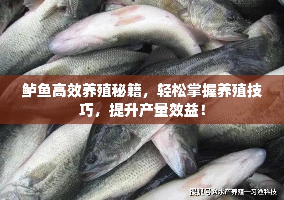 鱸魚高效養(yǎng)殖秘籍，輕松掌握養(yǎng)殖技巧，提升產(chǎn)量效益！