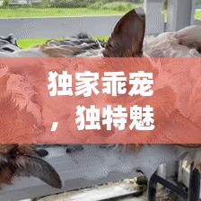 獨家乖寵，獨特魅力揭秘！