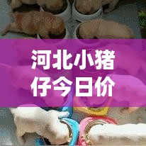 河北小豬仔今日價格動態，最新行情速覽