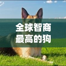 全球智商最高的狗狗排行榜TOP10！