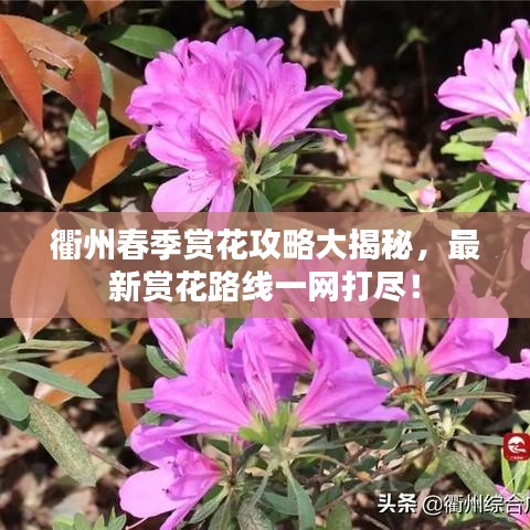 衢州春季賞花攻略大揭秘，最新賞花路線一網(wǎng)打盡！
