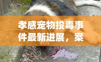 孝感寵物投毒事件最新進展，案情揭秘與動態更新