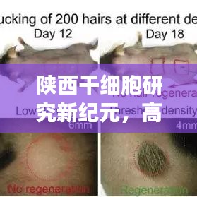 陜西干細胞研究新紀元，高效檢測引領干細胞應用新時代