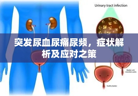 突發(fā)尿血尿痛尿頻，癥狀解析及應(yīng)對之策