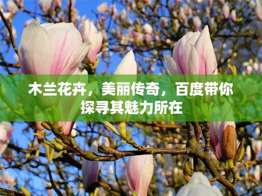 木蘭花卉，美麗傳奇，百度帶你探尋其魅力所在