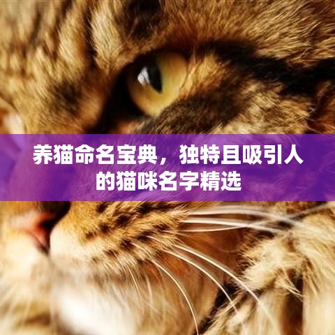 養貓命名寶典，獨特且吸引人的貓咪名字精選