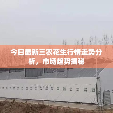 今日最新三農(nóng)花生行情走勢分析，市場趨勢揭秘