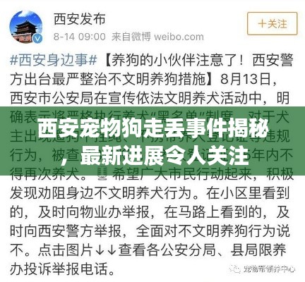 西安寵物狗走丟事件揭秘，最新進展令人關注