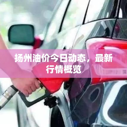 揚州油價今日動態，最新行情概覽