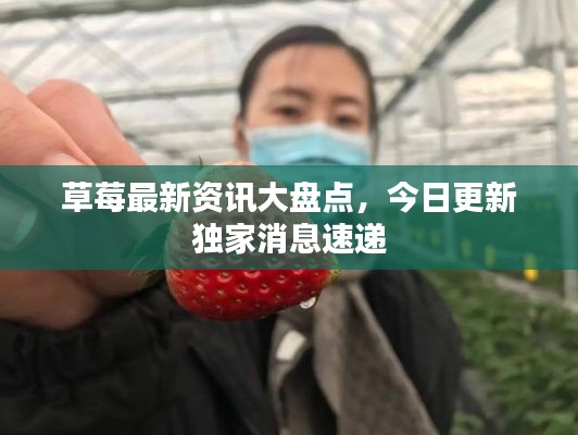 草莓最新資訊大盤點(diǎn)，今日更新獨(dú)家消息速遞